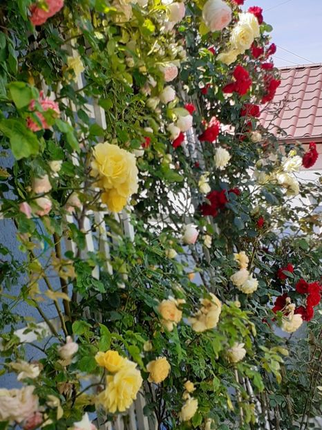  - 01 TRANDAFIRI 2024