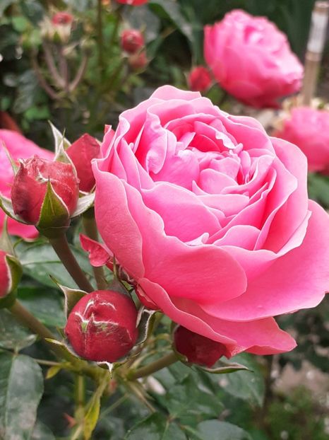 - Pink Leonardo 2021 - 2022 - 2023