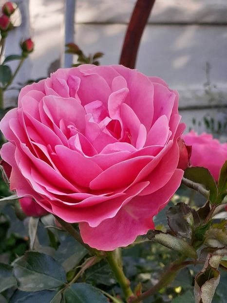  - Pink Leonardo 2021 - 2022 - 2023