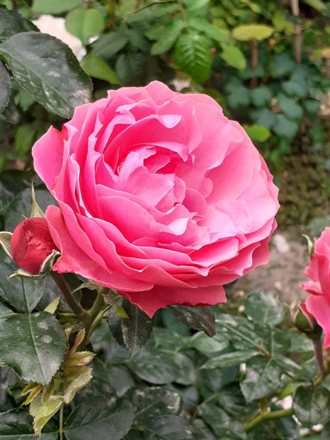  - Pink Leonardo 2021 - 2022 - 2023