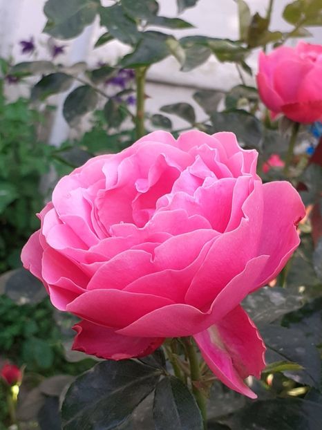  - Pink Leonardo 2021 - 2022 - 2023