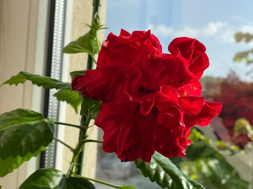  - 001 - Hibiscusi 2024 - 1