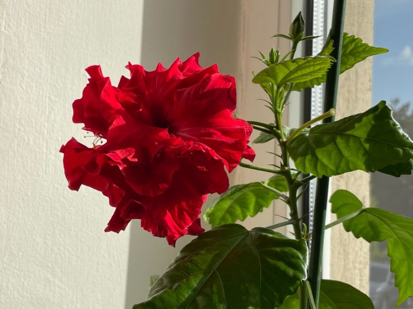  - 001 - Hibiscusi 2024 - 1