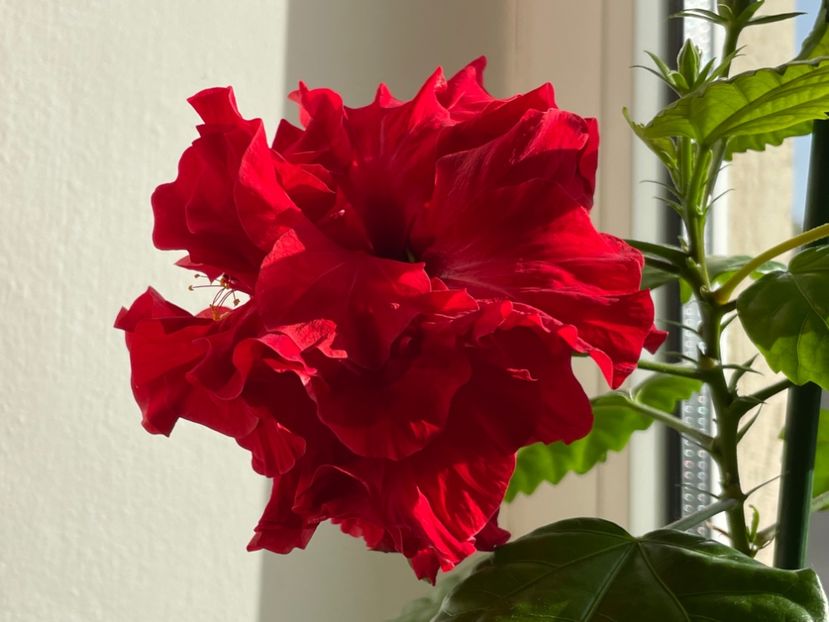  - 001 - Hibiscusi 2024 - 1