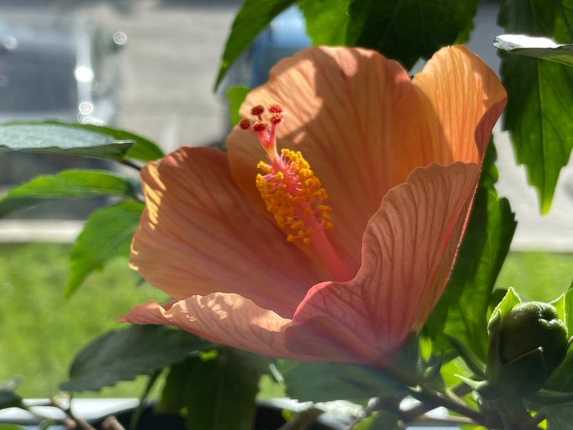  - 001 - Hibiscusi 2024 - 1