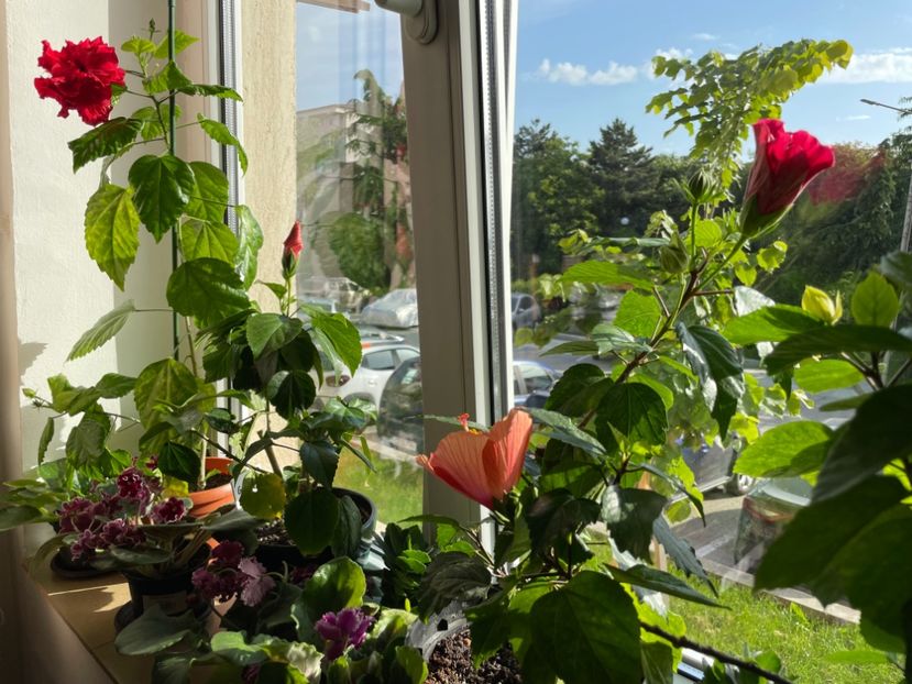  - 001 - Hibiscusi 2024 - 1