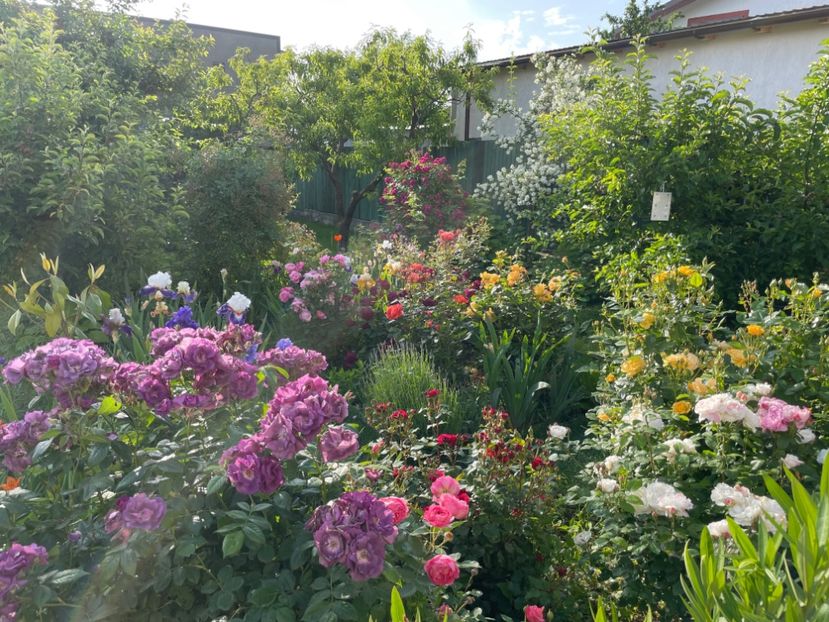  - 002 Grădina 2024 1