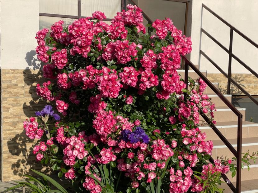  - 001 Trandafiri 2024