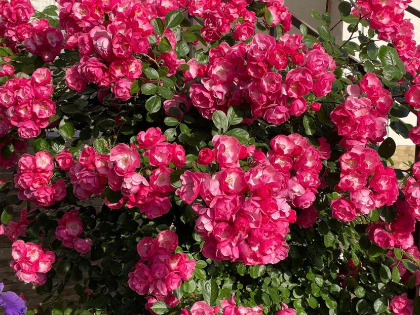  - 001 Trandafiri 2024