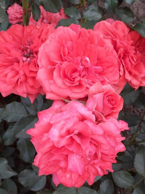  - Uetersens rosekoenigin -Kordes