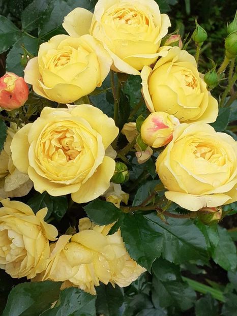  - Lampion floribunda Tantau 2018-2019