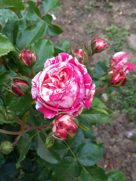  - Abracadabra floribunda Kordes 2018-2019