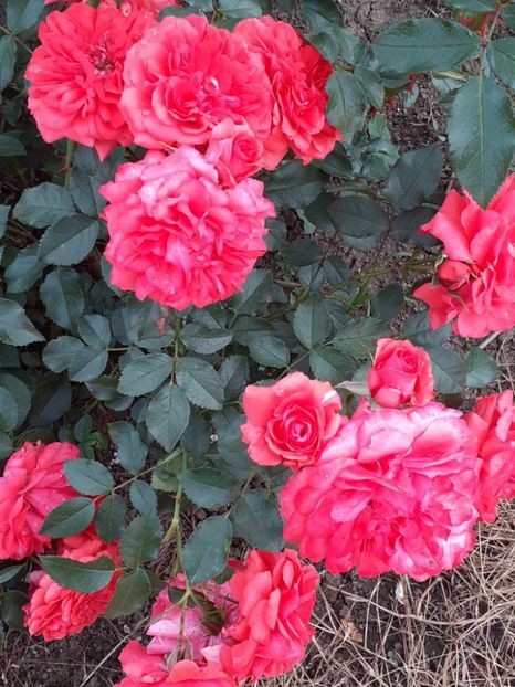  - Uetersens rosekoenigin -Kordes