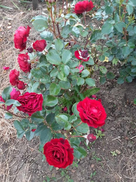  - Red Abudance Harkness-2019