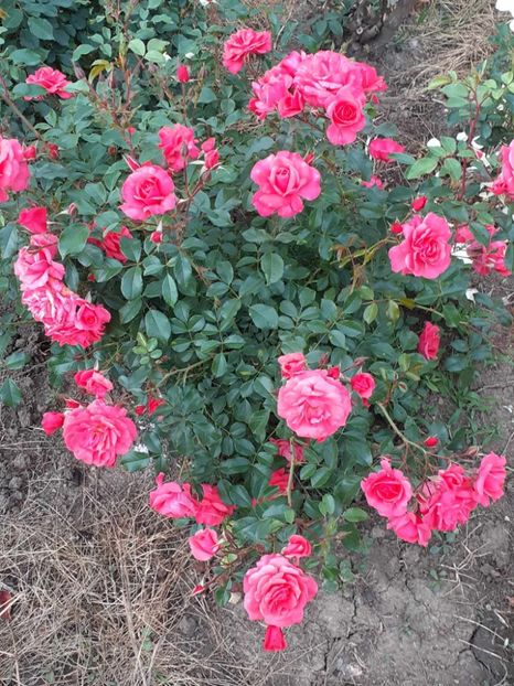  - Bad birnbach Kordes