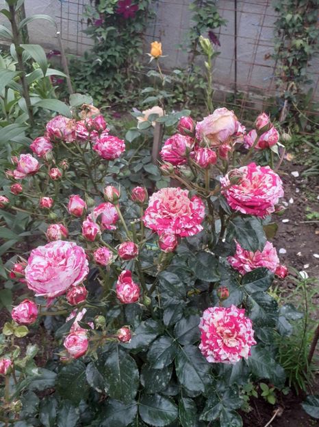  - Abracadabra floribunda Kordes 2018-2019