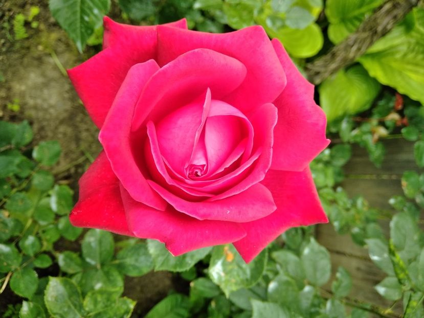 MVIMG_20240521_120606 - Flori 2024