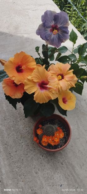  - Hibiscusi