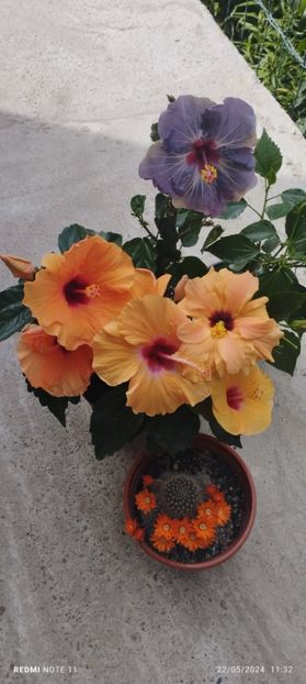  - Hibiscusi