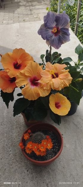  - Hibiscusi
