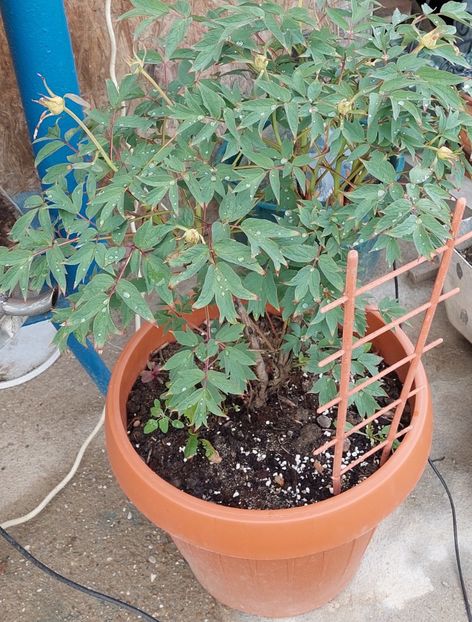 Arbustiv - Bujori vanzare