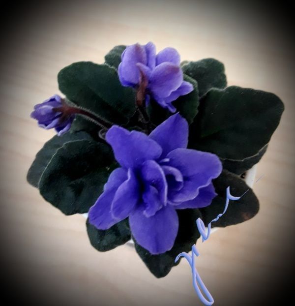 Jolly Dark Cloud - A Violete mini si semimini