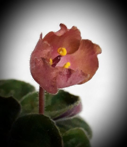 LE Pink Muscat - A Violete mini si semimini