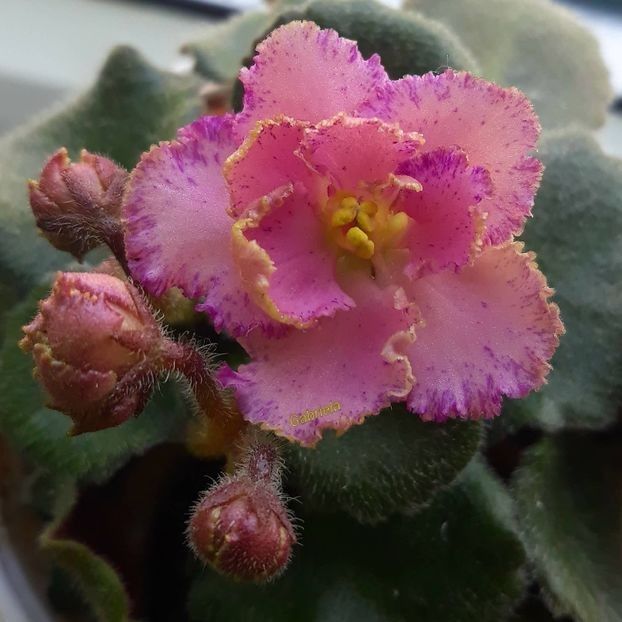 Rob s Hopscotch - A Violete mini si semimini