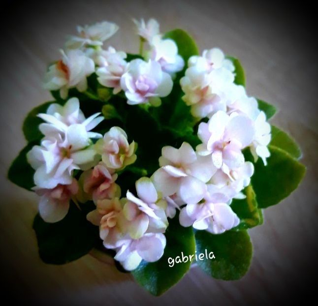 Orchard Wonder Twin - A Violete mini si semimini