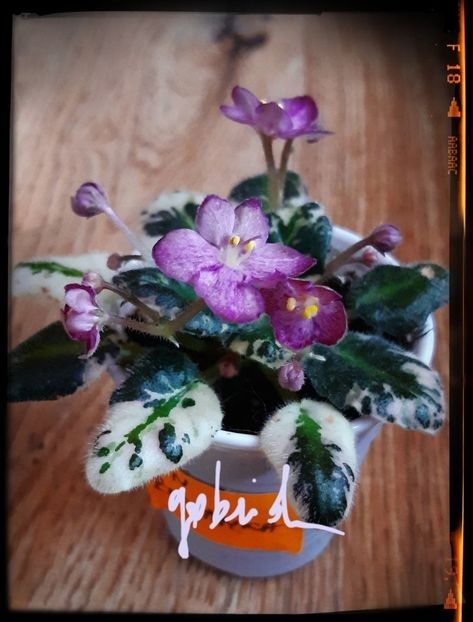 N Zorianka - A Violete mini si semimini