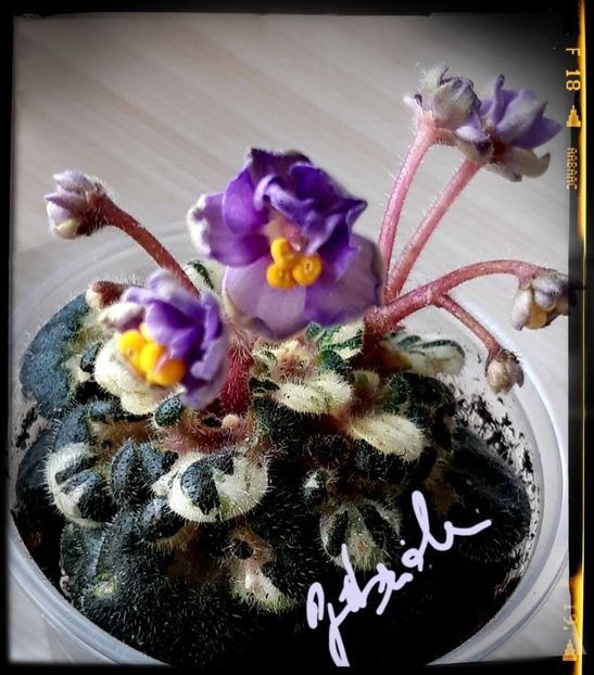 Heavenly Girl - A Violete mini si semimini