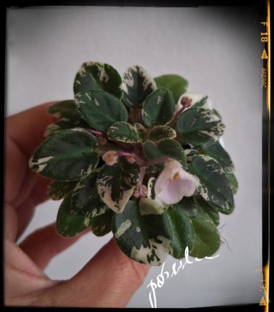 Precious Pixie - A Violete mini si semimini