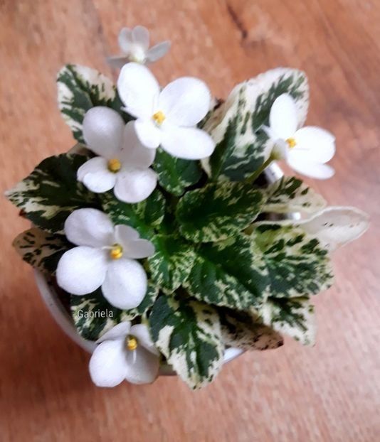 Alan s Fallen Angel - A Violete mini si semimini