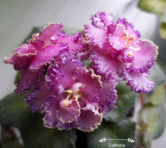 Rob s Hopscotch - A Violete mini si semimini