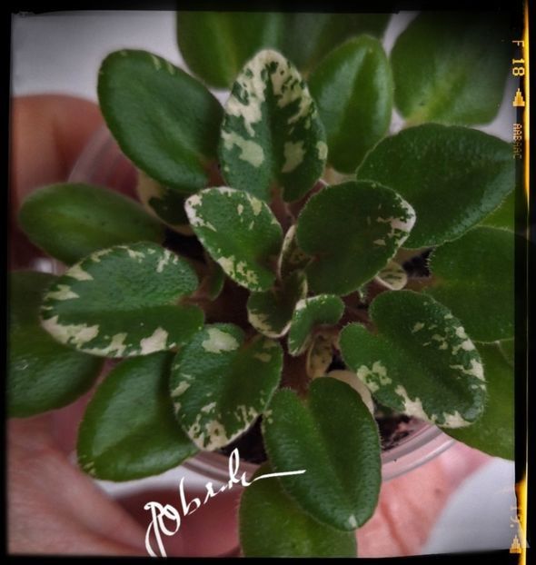 Snuggle Bear - A Violete mini si semimini