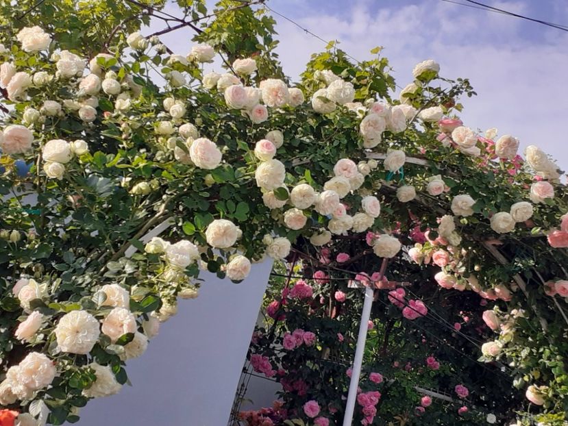  - Palais Royale 2022 - 2023-2024