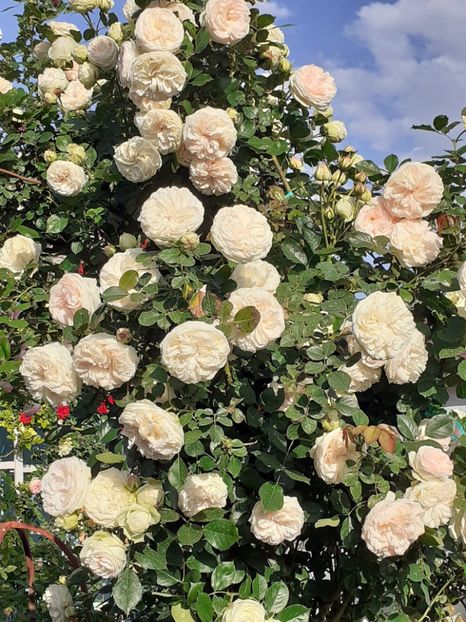  - Palais Royale 2022 - 2023-2024