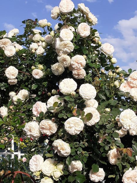  - Palais Royale 2022 - 2023-2024