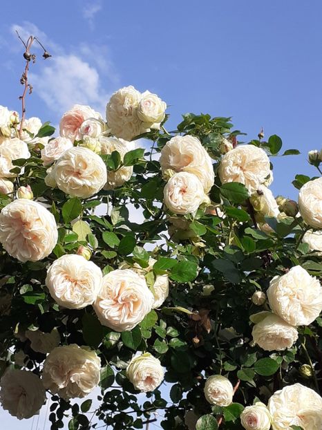  - Palais Royale 2022 - 2023-2024