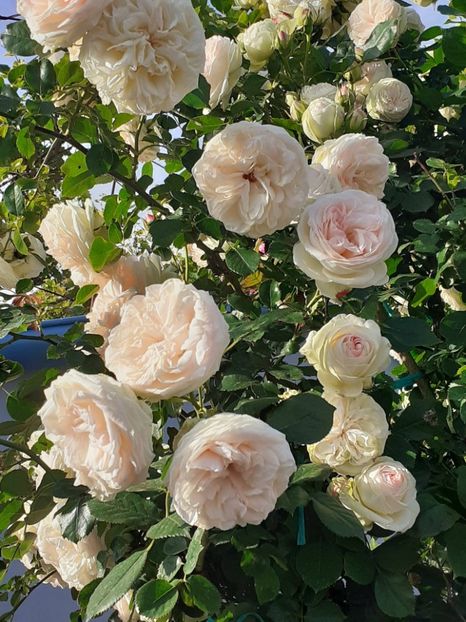  - Palais Royale 2022 - 2023-2024