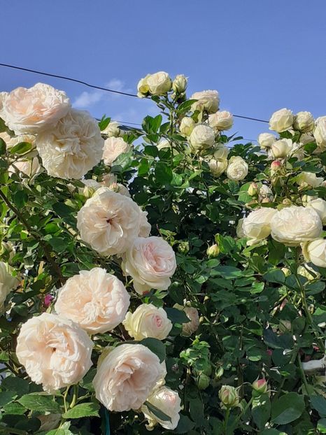  - Palais Royale 2022 - 2023-2024