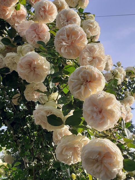  - Palais Royale 2022 - 2023-2024