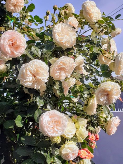  - Palais Royale 2022 - 2023-2024