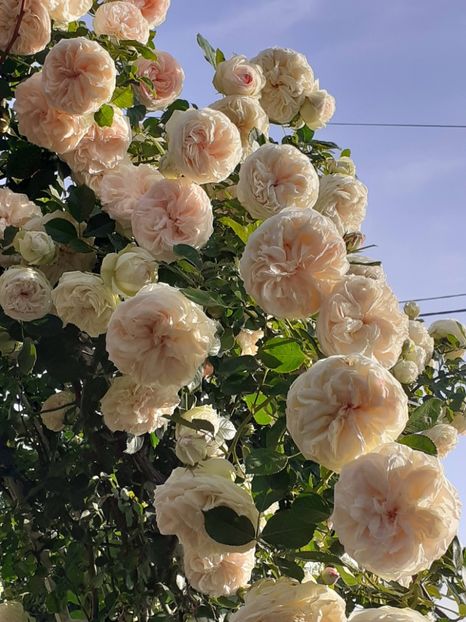  - Palais Royale 2022 - 2023-2024