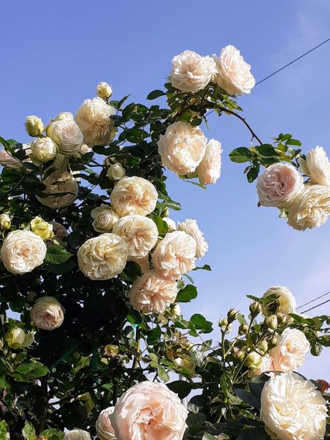  - Palais Royale 2022 - 2023-2024