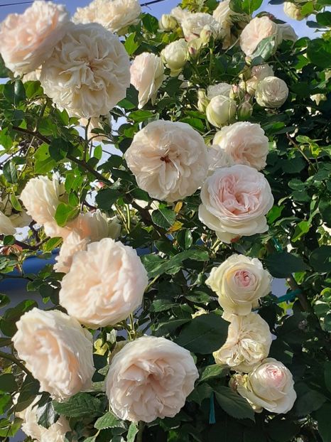  - Palais Royale 2022 - 2023-2024