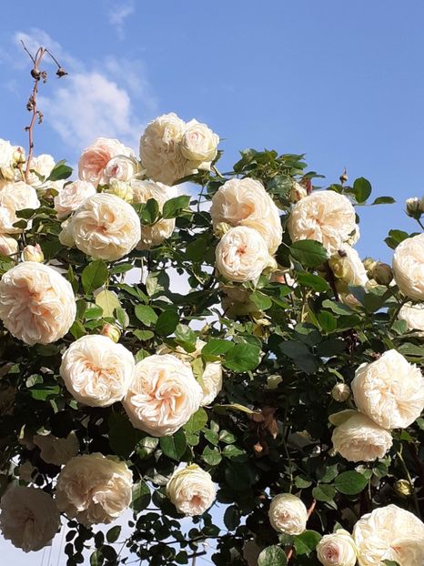 20240523_074555~2 - Palais Royale 2022 - 2023-2024