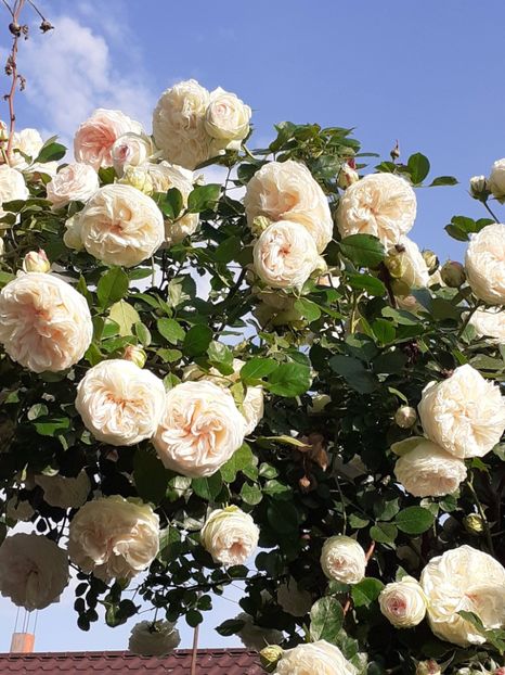  - Palais Royale 2022 - 2023-2024