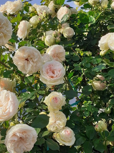  - Palais Royale 2022 - 2023-2024