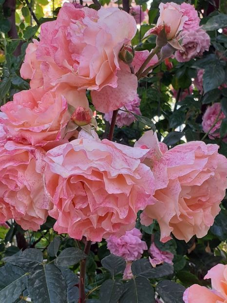  - Augusta Luise 2021